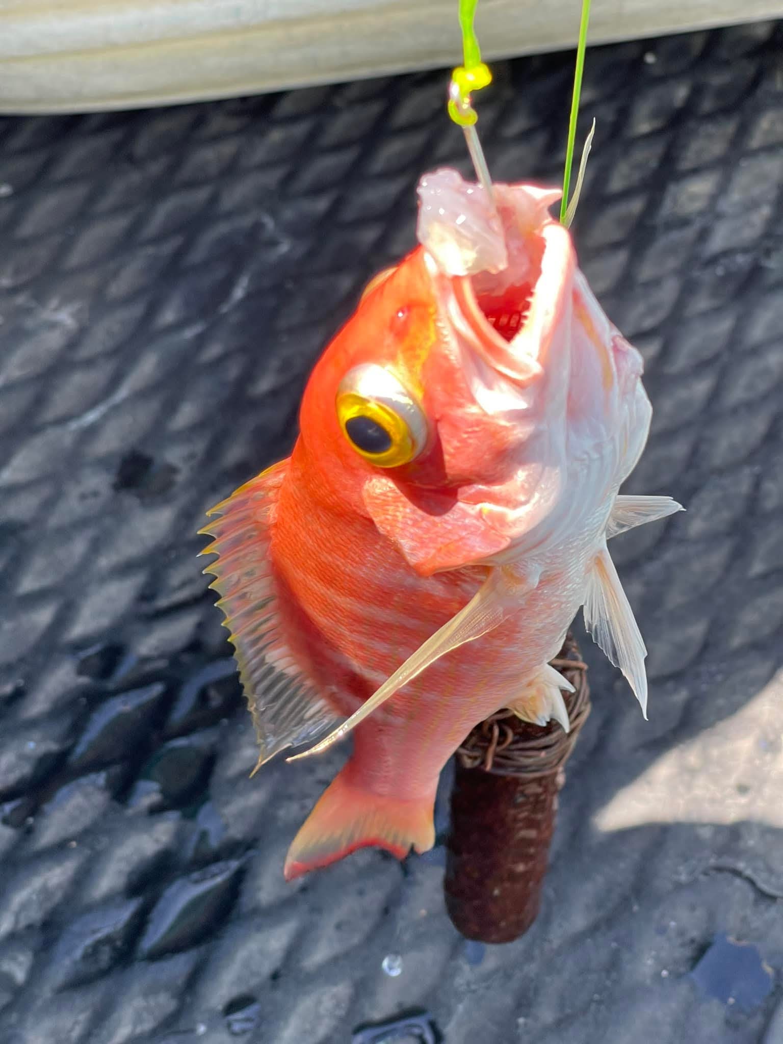 Bottom Fishing - Saint Lucia